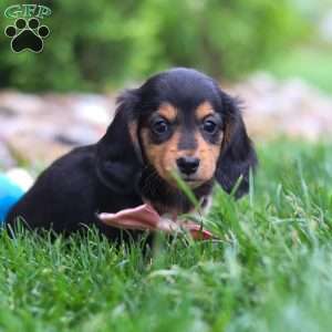 Barbie, Dachshund Puppy